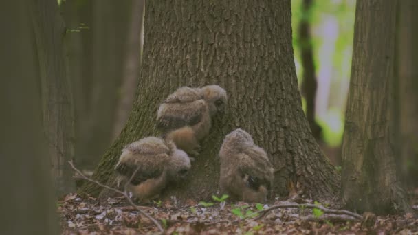 Güzel Genç Uhu Baykuşları Lkbaharda Ormanda Bir Ağacın Dibinde Bubo — Stok video