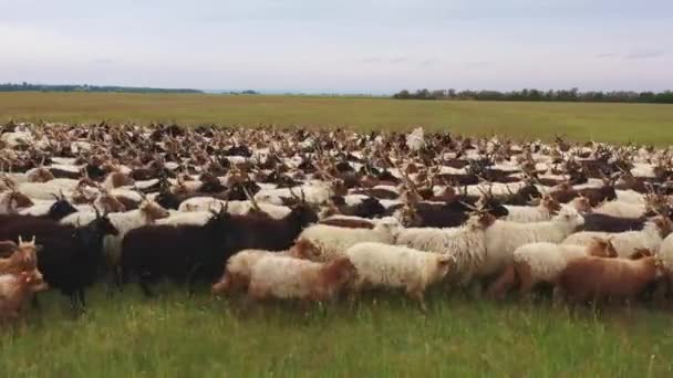 Herd Domestic Sheep Ovis Aries Farm — Stok Video