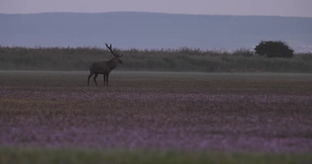 Roe Deer Cervus Elaphus Paartijd — Stockvideo