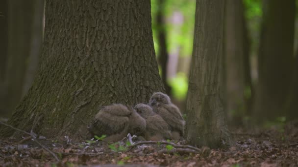 Burung Hantu Muda Yang Cantik Musim Semi Hutan Dasar Pohon — Stok Video