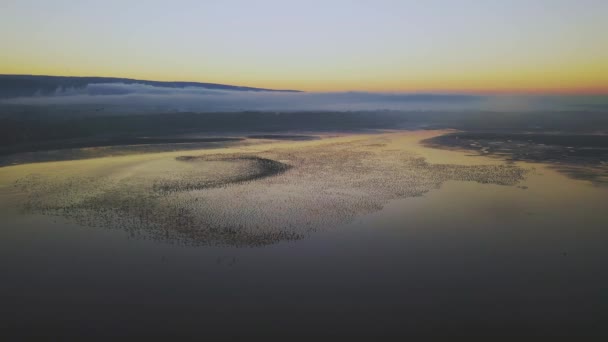 Σμήνη Λευκόστηθων Παπιών Anser Albifrons Που Αναπαύονται Στη Λίμνη — Αρχείο Βίντεο