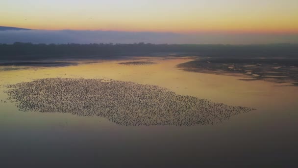 Flock White Breasted Geese Anser Albifrons Resting Lake Sunset — Stock Video