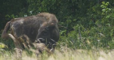 Avrupalı bizon. Yazın çayırda bir bufalonun yakın çekimi. Yavaş Hareket ResmiName