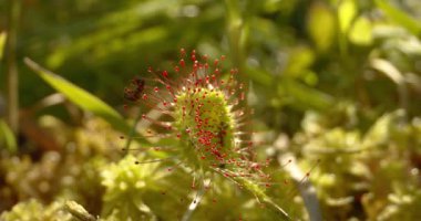Yuvarlak Yaprak Sundew - Drosera Rotundifolia, Yakın plan Görüntü