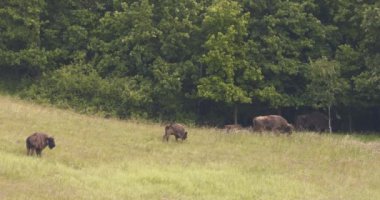 Avrupa Bizonu. Bir Vahşi Hayvanlar Sürüsü, Yavaş Hareket Görüntüsü