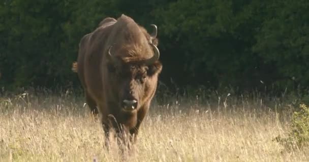 欧洲野牛 一只水牛在草地上的特写 慢动作图像 — 图库视频影像