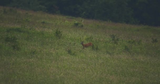 Roe Deer Running Field Capreolus Capreolus European Roe Slow Motion — стоковое видео