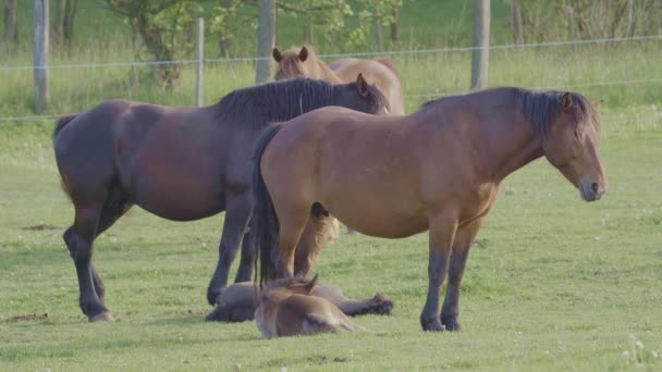 Krásní Koně Odpočívají Svými Hříbaty Louce — Stock video