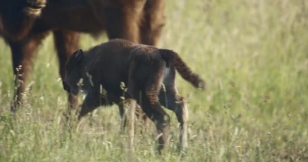 欧洲野牛 夏天的羊群 慢动作的图像 — 图库视频影像