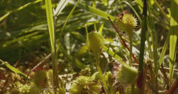 Круглолистная Роса Drosera Rotundifolia — стоковое видео