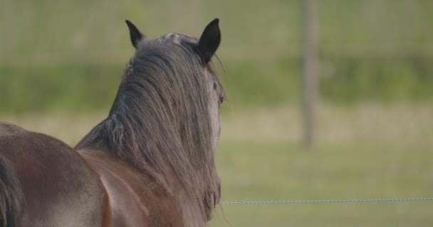 Murakozi Pferde Nahaufnahme — Stockvideo