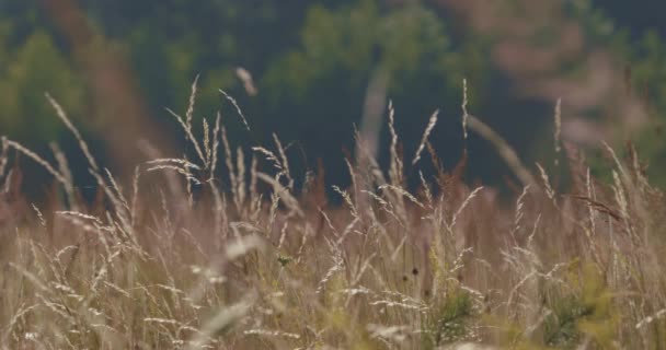 Wildes Gras Auf Der Wiese Sommer Zeitlupe — Stockvideo