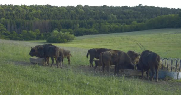 European Bison Calves Herd Summertime Slow Motion Image — Stock Video