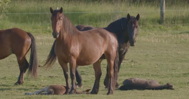 Murakozi Pferde Mit Ihren Fohlen Der Sommersonne Auf Einer Weide — Stockvideo