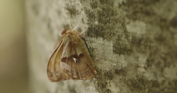 Aglia Tau Beautiful Butterfly Tree Trunk Close Image — Stock Video