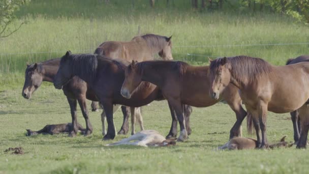 Schöne Pferde Ruhen Mit Ihren Fohlen Auf Der Weide — Stockvideo