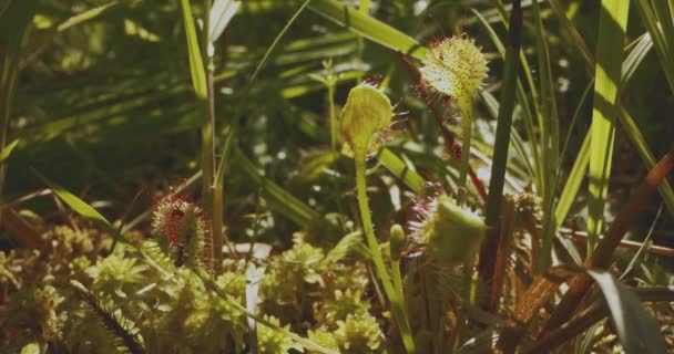 Круглые Листья Подсолнуха Ротондифолия Дера Drosera Rotundifolia Поймал Муравья — стоковое видео