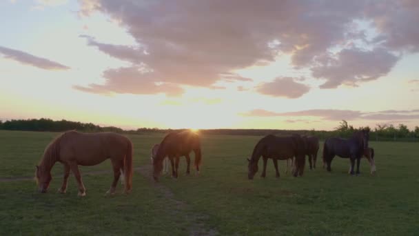Krásní Koně Louce Při Západu Slunce Letecký Výhled — Stock video