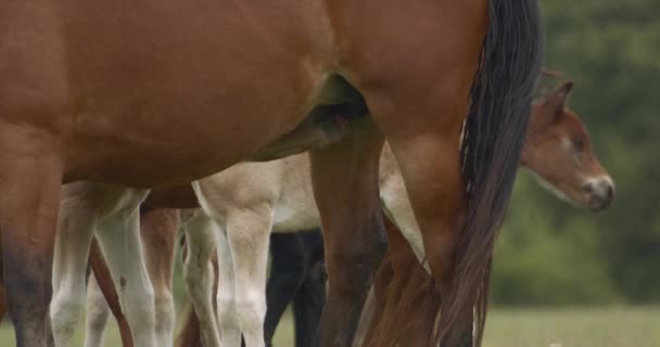 Konie Murakozi Źrebiętami Letnim Słońcu Pastwisku Strzał Zwolnionym Tempie — Wideo stockowe