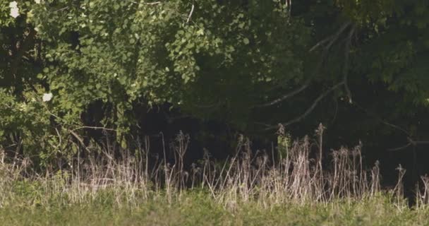 Европейский Бизон Крупный План Буйвола Лугу Летом Slow Motion Image — стоковое видео