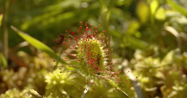 Rundblättriger Sonnentau Drosera Rotundifolia Großaufnahme — Stockvideo