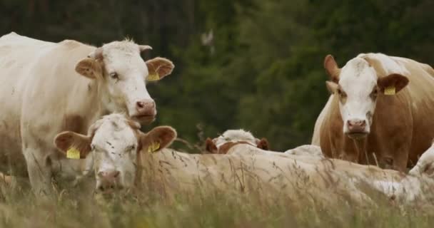 Αγέλη Αγελάδων Παρατάσσονται Στο Χωράφι Απέναντι Από Την Κάμερα Κοντινό — Αρχείο Βίντεο