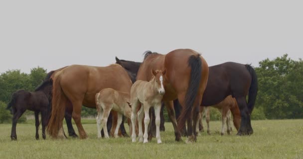 Murakozi Άλογα Βόσκησης Στο Λιβάδι Πουλάρια Τους Αργή Κίνηση Εικόνας — Αρχείο Βίντεο