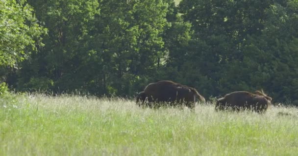 欧洲野牛 慢动作图像 — 图库视频影像