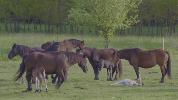 Schöne Pferde Ruhen Mit Ihren Fohlen Auf Der Weide — Stockvideo