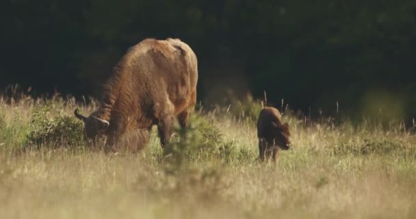 Europeiska Bisonoxen Kalvar Hjorden Sommaren Slow Motion Image — Stockvideo