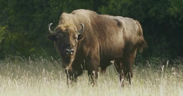 European Bison Close Buffalo Meadow Summer Slow Motion Image — Stock Video