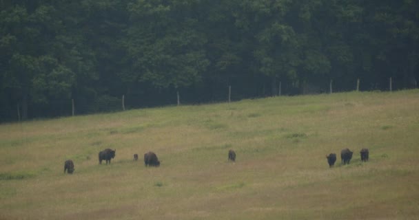 Bison Europeo Prigioniero Bison Bonasus Herd Immagine Rallentatore — Video Stock
