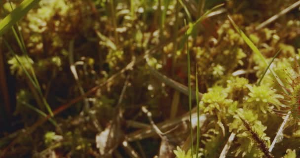 Sundew Folhas Redondas Drosera Rotundifolia — Vídeo de Stock