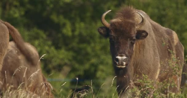 Europeisk Bisonoxe Närbild Buffel Äng Sommaren Slow Motion Image — Stockvideo