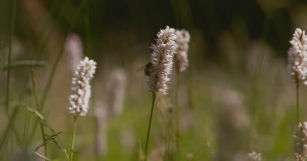Bistorta Officinalis Blühendes Feld Wiese Bistort Rosa Blumen Hintergrund Großaufnahme — Stockvideo