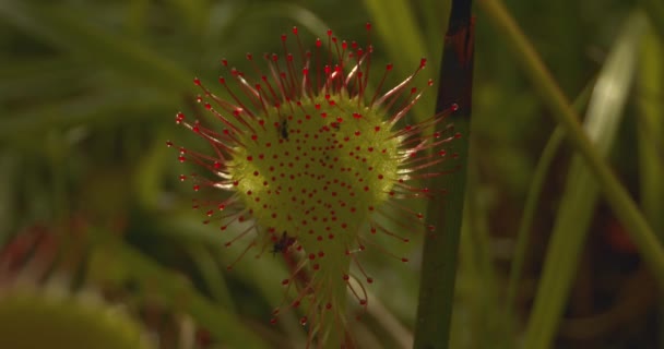 Sundew Folhas Redondas Drosera Rotundifolia Imagem Close — Vídeo de Stock