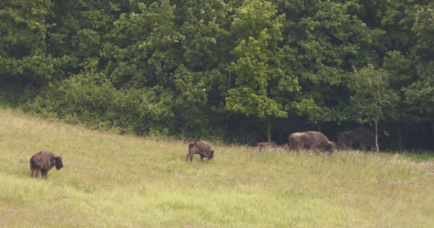 European Bison Herd Wild Animals Slow Motion Image — Stock Video