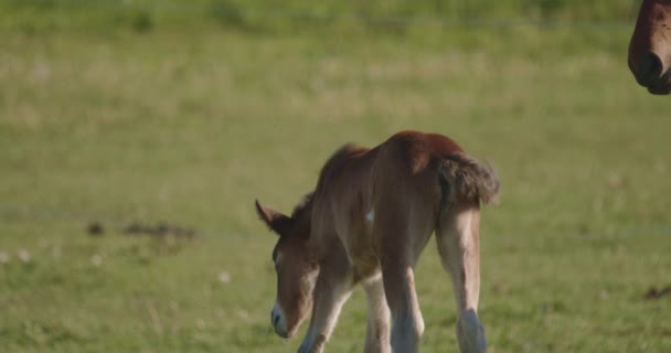 Murakozi马的马驹 慢动作图像 — 图库视频影像