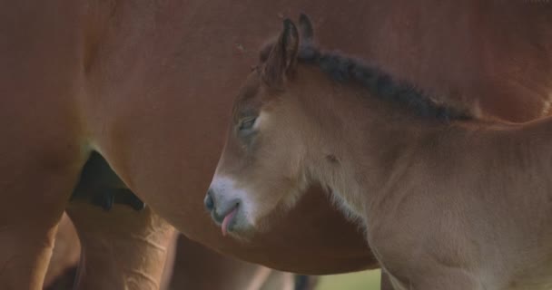 Hříbata Murakozijských Koní Snímek Pomalého Pohybu — Stock video