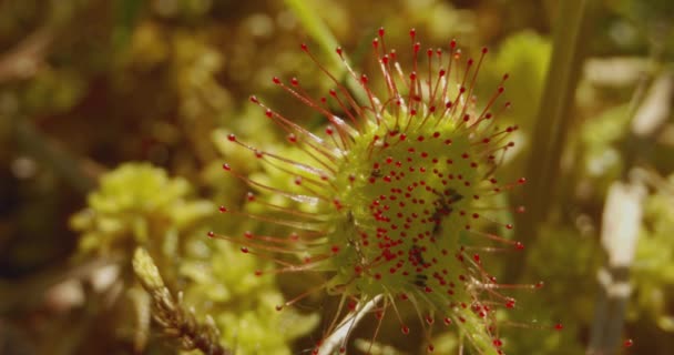Rundblättriger Sonnentau Drosera Rotundifolia — Stockvideo