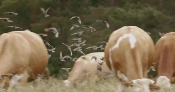 Estornino Común Sturnus Vulgaris Bandada Volando Cerca Vacas Pastando Campo — Vídeo de stock