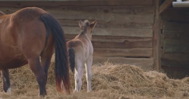 Hříbata Murakozijských Koní Snímek Pomalého Pohybu — Stock video