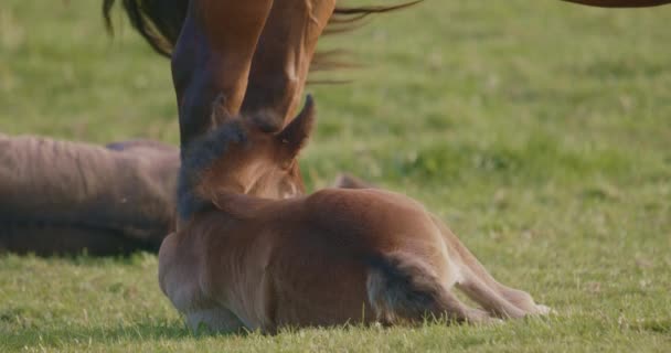 Murakozi Pferde Mit Ihren Fohlen Der Sommersonne Auf Einer Weide — Stockvideo