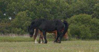 Murakozi atları ve tayları yaz güneşinde otluyor, ağır çekim. 