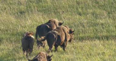 Tutsak Avrupalı Bizon, Bison Bonasus Sürüsü. Yavaş Hareket ResmiName