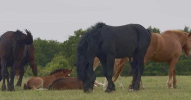 Murakozi atları ve tayları yaz güneşinde otlakta, yavaş çekim. 