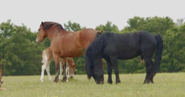 Güzel kır çiçeği Doronicum hungaricum, yakın plan görüntü