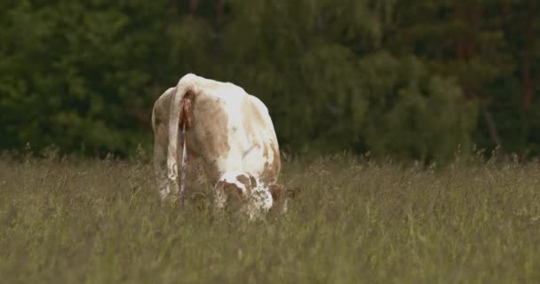 Madre Vaca Ternero Recién Nacido Campo Después Del Parto — Vídeos de Stock
