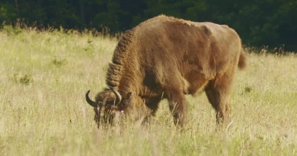 Bellissimo Scatto Grande Bisonte Europeo Che Passeggia Nel Prato Nella — Video Stock
