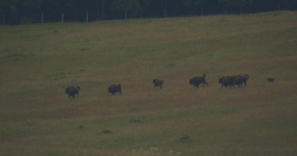 European Bison Aerial View Herd Wild Animals Slow Motion Image — Stock Video
